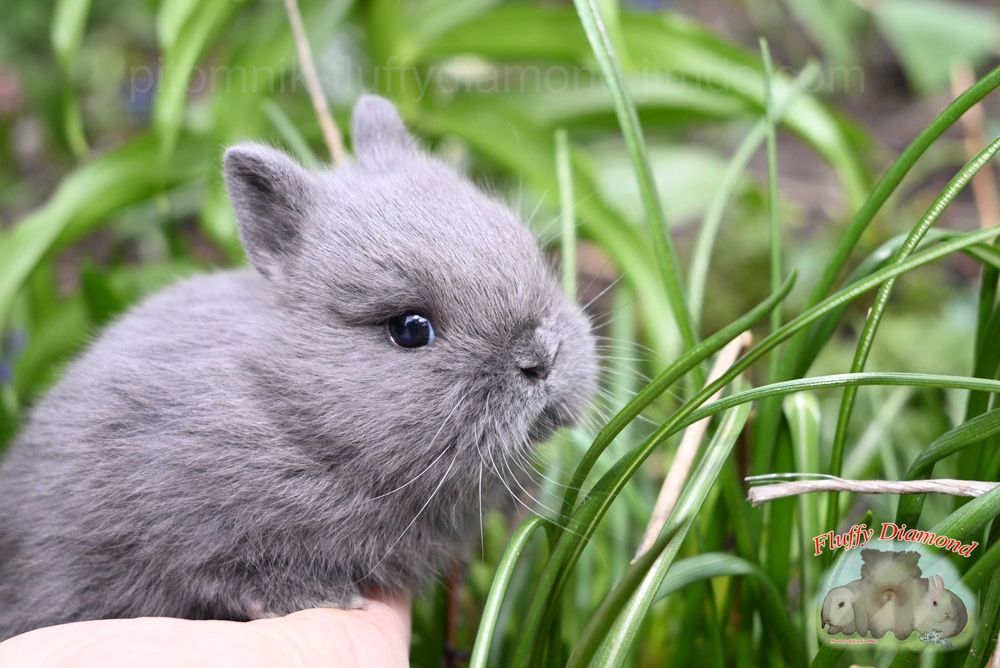 Приголомшливо милий карликовий кролик! Малюк з розплідника