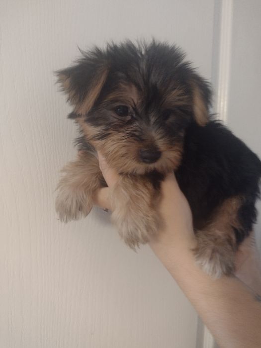 Piękny Yorkshire terrier. York