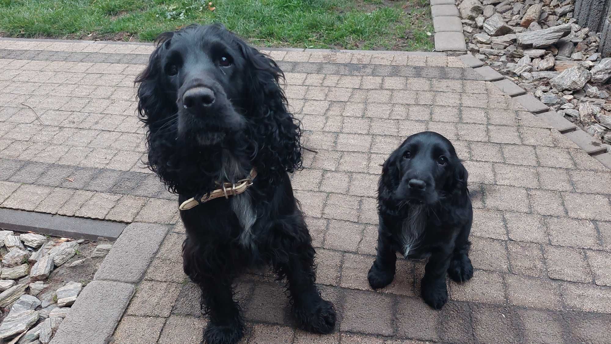 Cocker Spaniel Angielski - Czarne Cuda