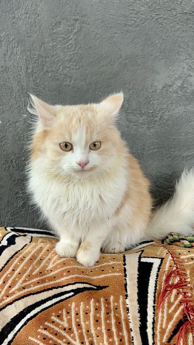 Риженке британське кошенятко