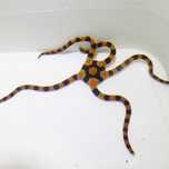 Ophiolepis superba -wężowidło - akwarium morskie
