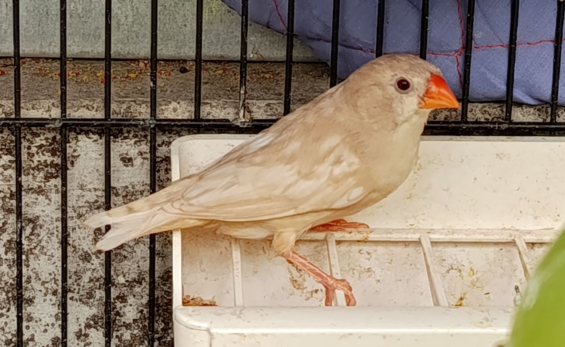 Lote de mandarins com gaiola e acessórios