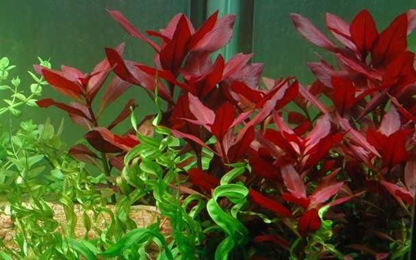 Ludwigia repens 'Rubin' – Planta aquática