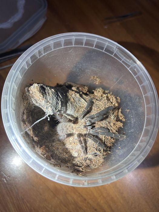 Phormingochilus hati hati [ex. Cyriopagopus]