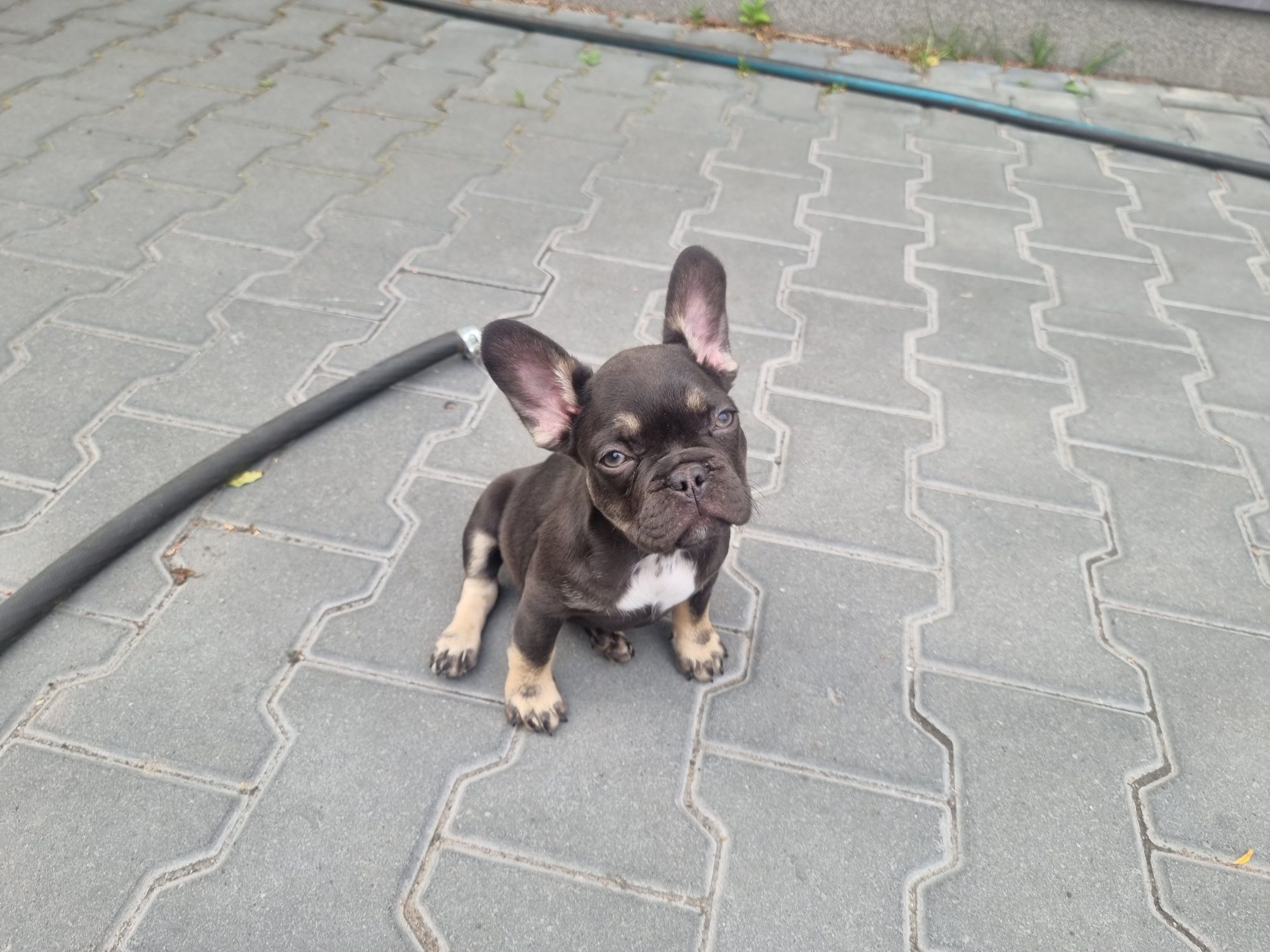 Buldog francuski