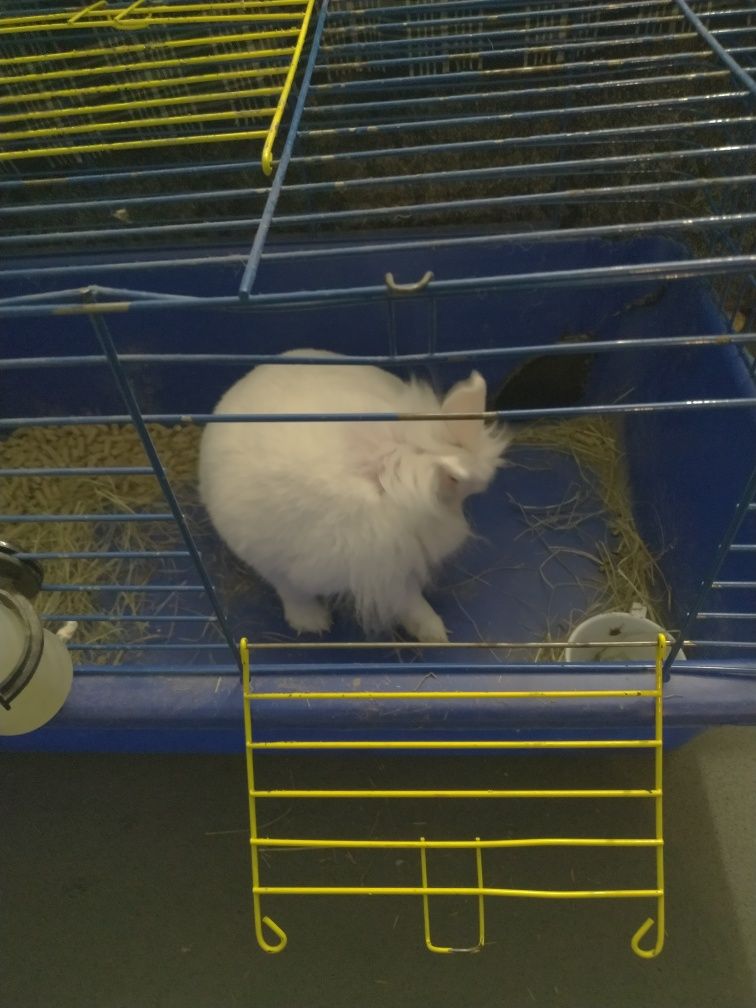 Кролик девочка, 1,5 года, с клеткой