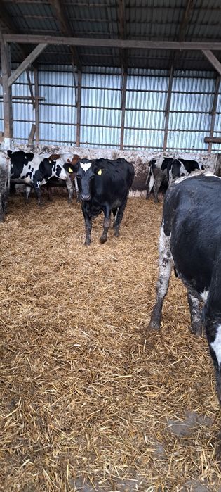 Jałowki wysokocielne