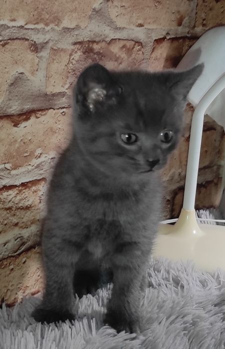 Кошенятка безкоштовно