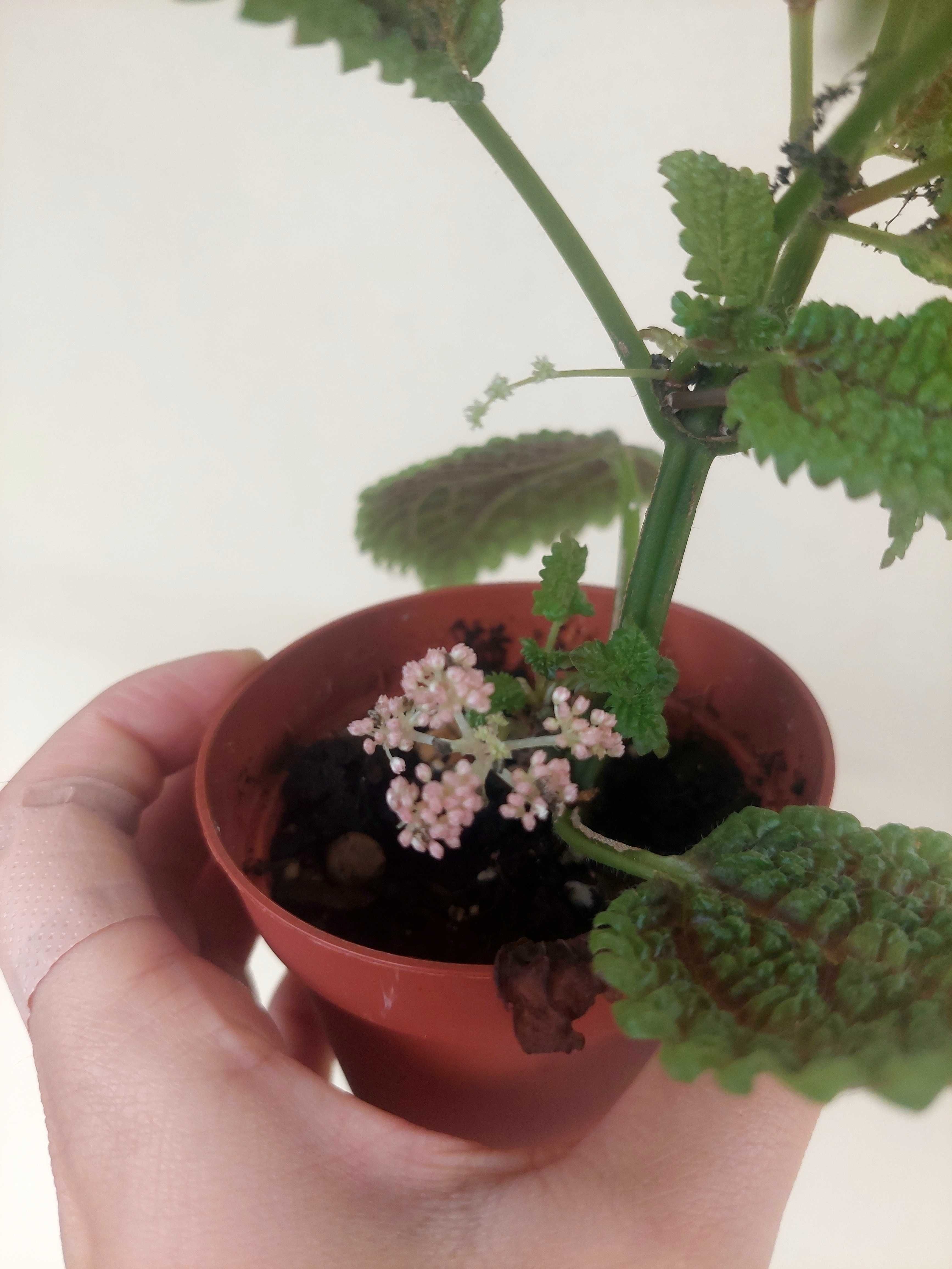 Planta Pilea Moon Valley