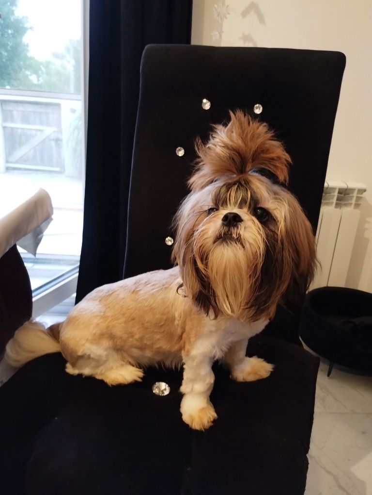 Shih tzu piesek słodziak