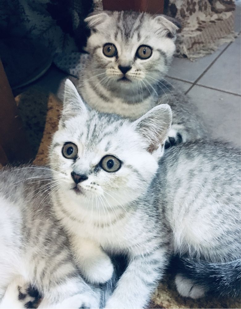 В очікуванні Шотландські кошенята / Scottish fold/ Scottish straight