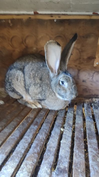 Кролики Бельгийский фландер и других мясных пород,разного возраста .