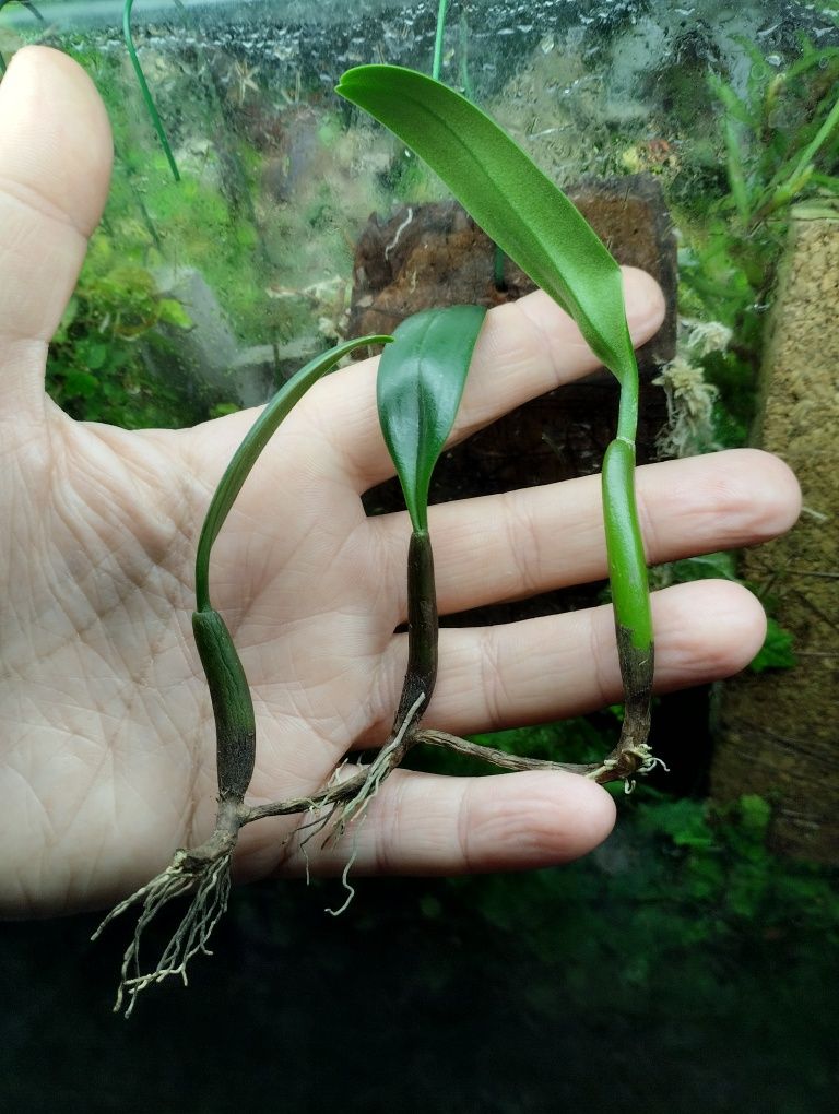 Мініатюрна орхідея Bulbophyllum ambrosia