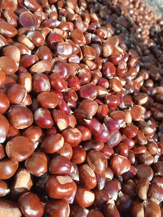 Castanhas frescas da floresta