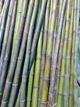 Canas de bambu à medida
