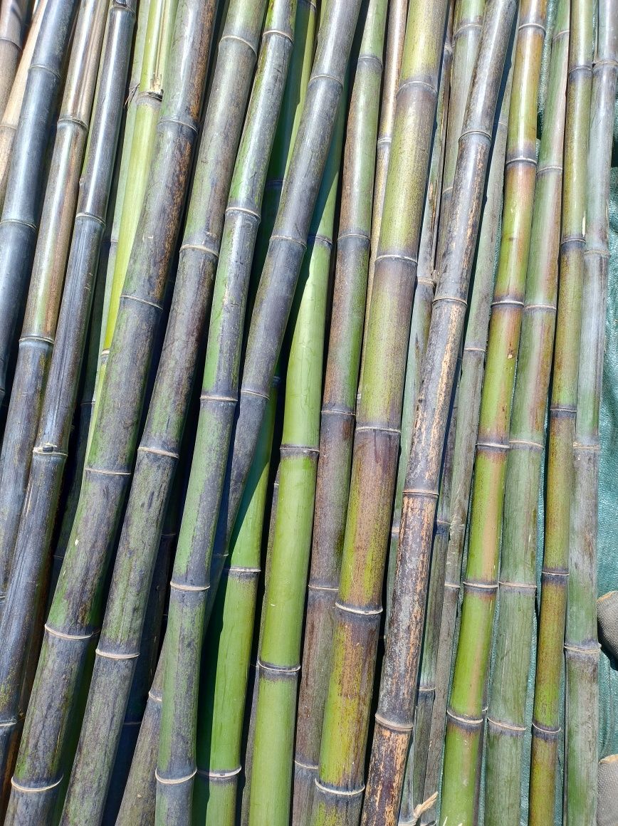 Canas de bambu à medida