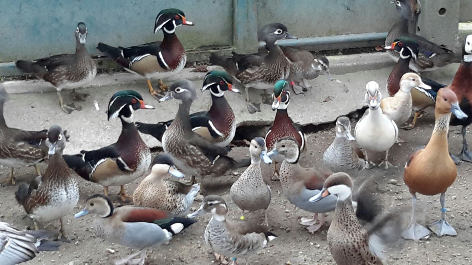 Pato *Mandarim*Carolino* variedades*