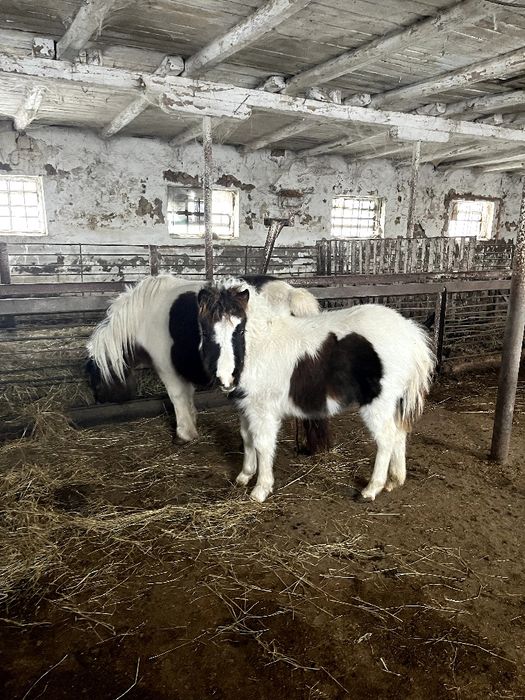 Продам Шетландський поні