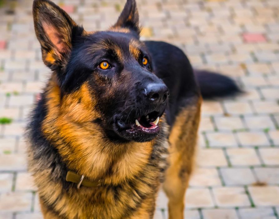 Ищем невесту для Джека-кобеля немецкой овчарки