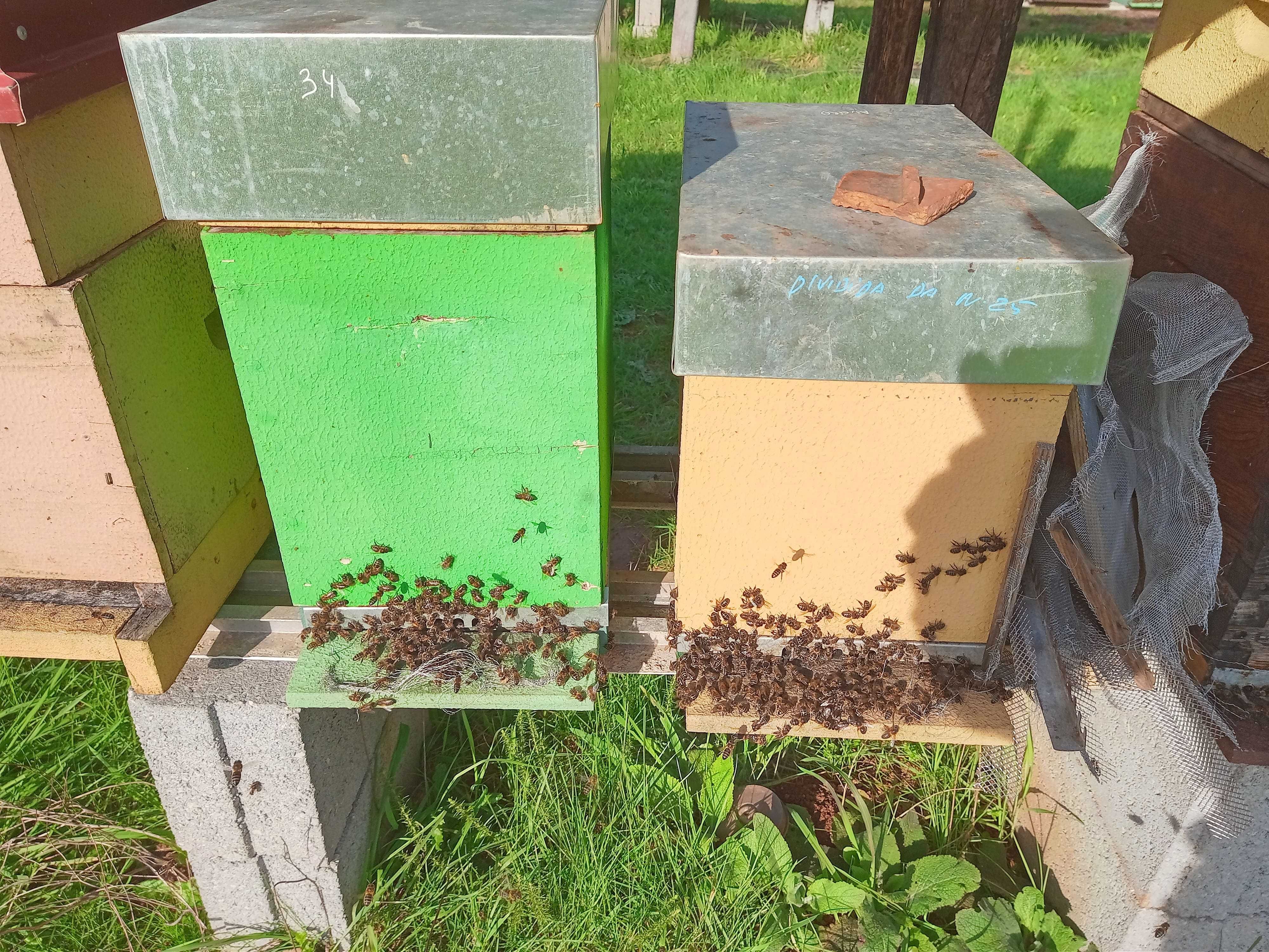 enxames de abelhas com 5 quadros