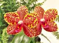 Орхидея сортовая  фаленопсис 599 Salu Peoker ароматний восковик