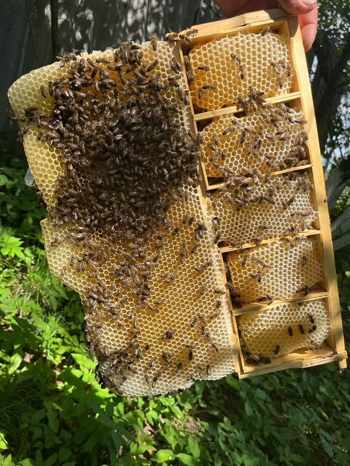 Мед бджолиний натуральний