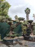 Oliveiras Bonsai