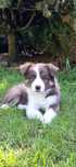 Border Collie suczka czekoladowy tri color