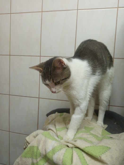 Roczny słodziak szuka domu niewychodzącego