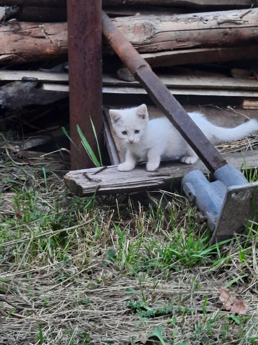Безкоштовно кошенята