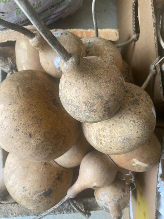 Cabaças para artesanato