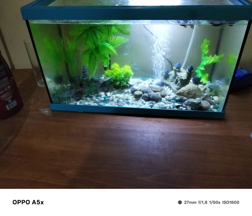 Aquário para peixes