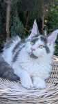 Kocurek biało niebieski Maine Coon Zapraszamy