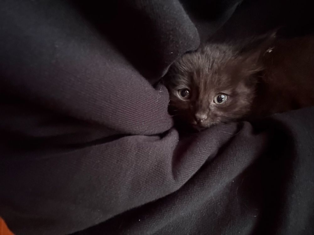 Віддам кошенят, 3 рудих, 4 темненьких