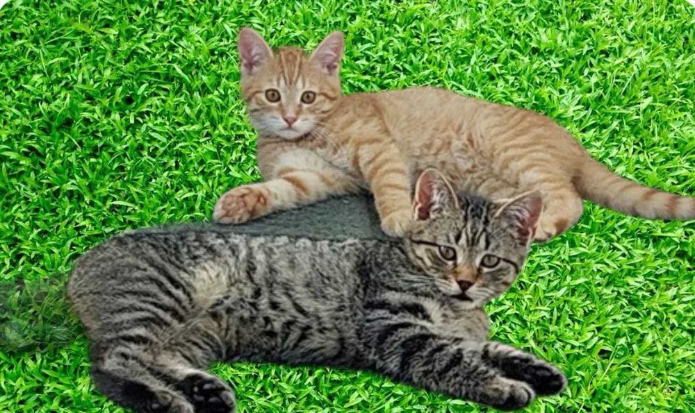 Кошенята в добрі руки