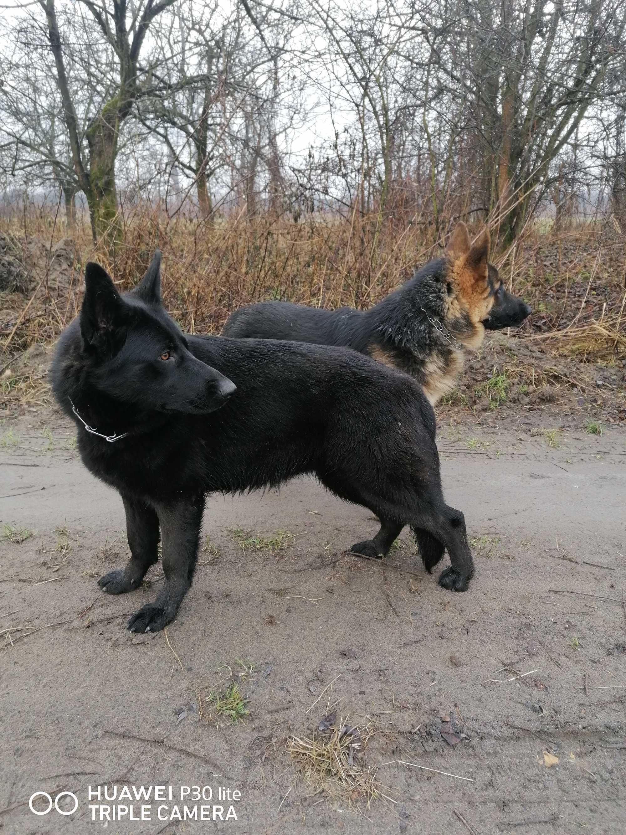 Krótkowłosy Owczarek Niemiecki czarna podpalana