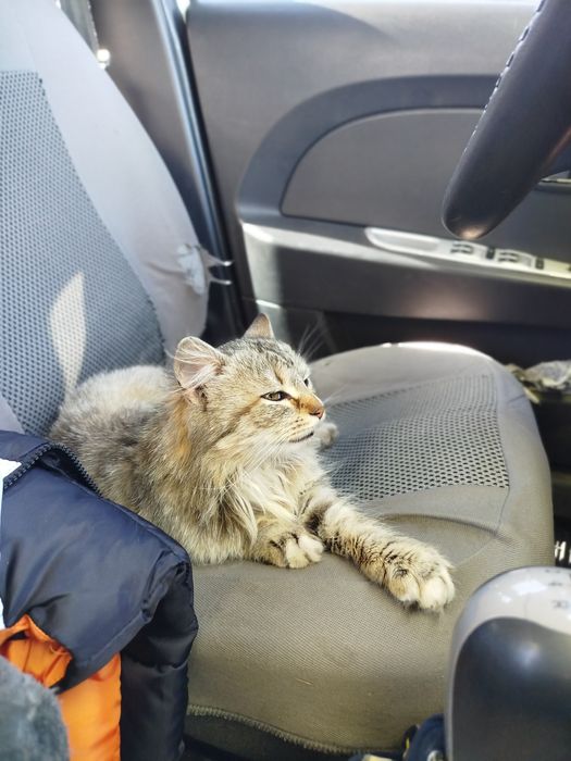 Кошка в хорошие руки ласковая компаньон в добрі руки