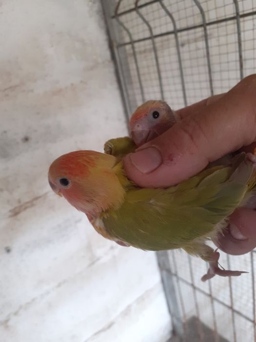 Rossicolis para criar a mão