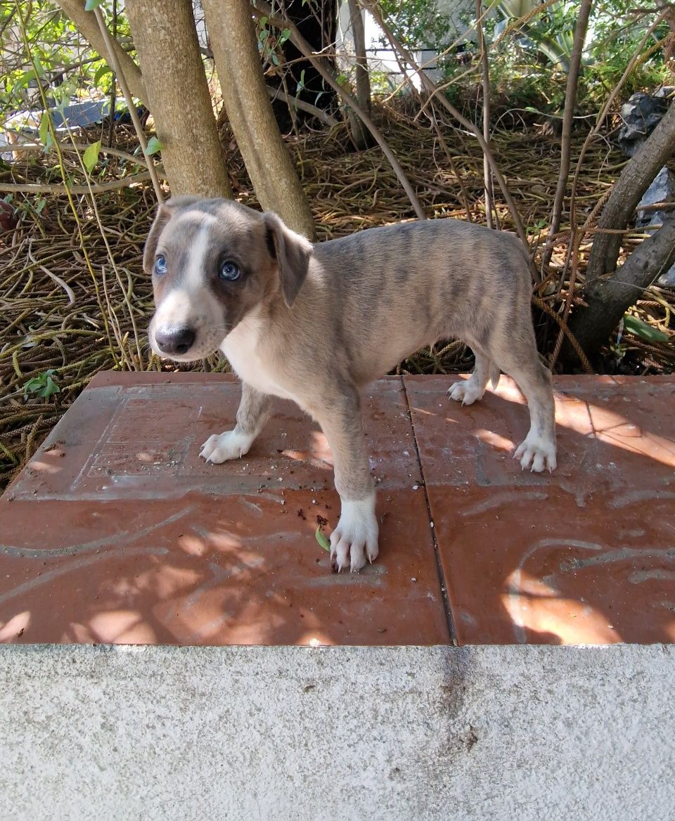 Galguinho/a Whippet Tigrado/a