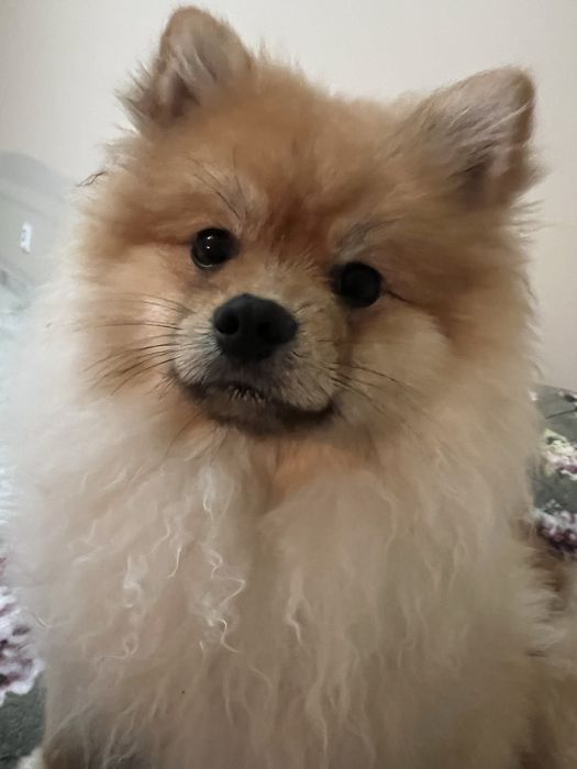 Szpic miniaturowy Misiu Samiec Pomeranian Boo