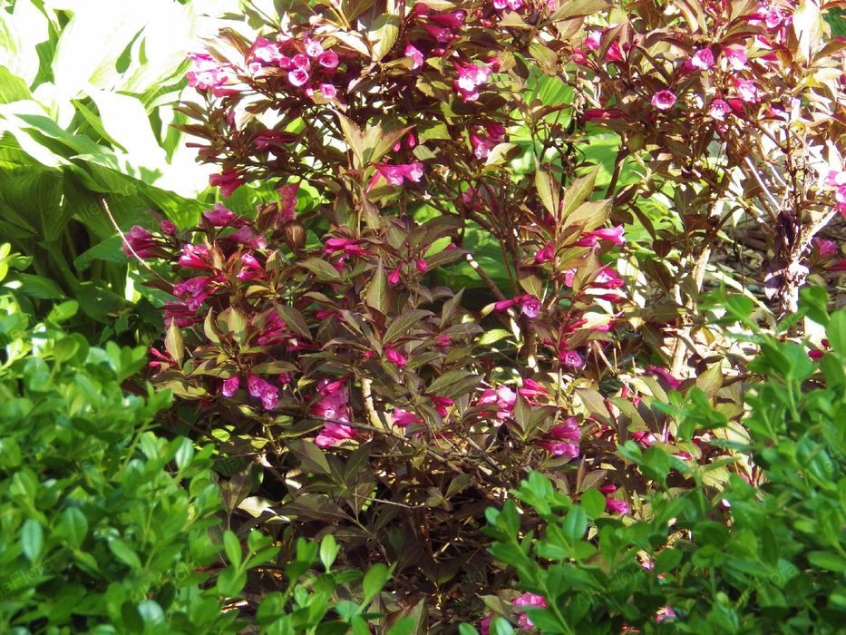 Krzewuszka cudowna 'Minor Black' (Weigela) Karłowata Poj. 2.0L