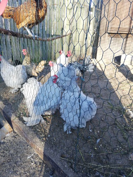 kochiny miniaturowy i sebrytki