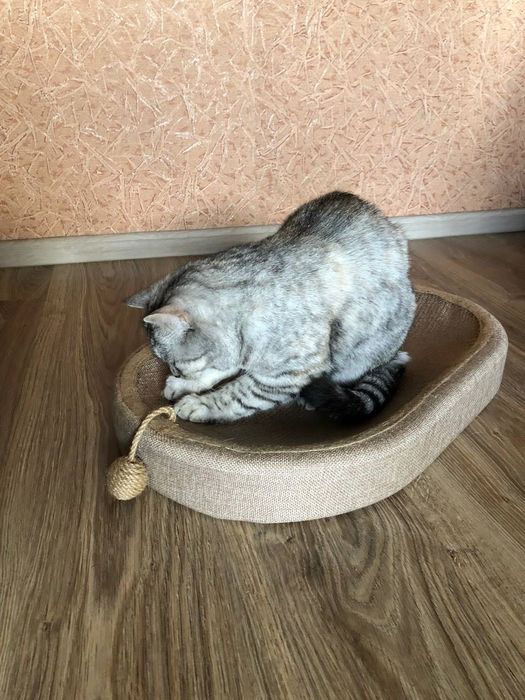 Когтеточка-лежанка 2-в-1 для котів – зручна з м'ячиком