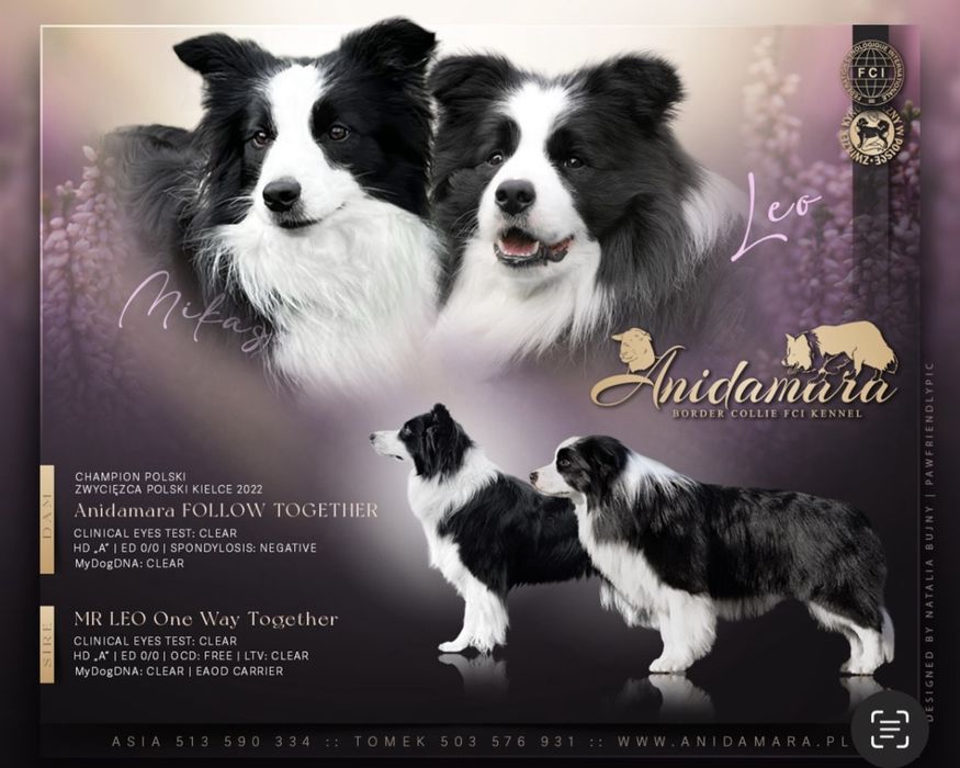 Border Collie szczeniak szczenię zkwp fci