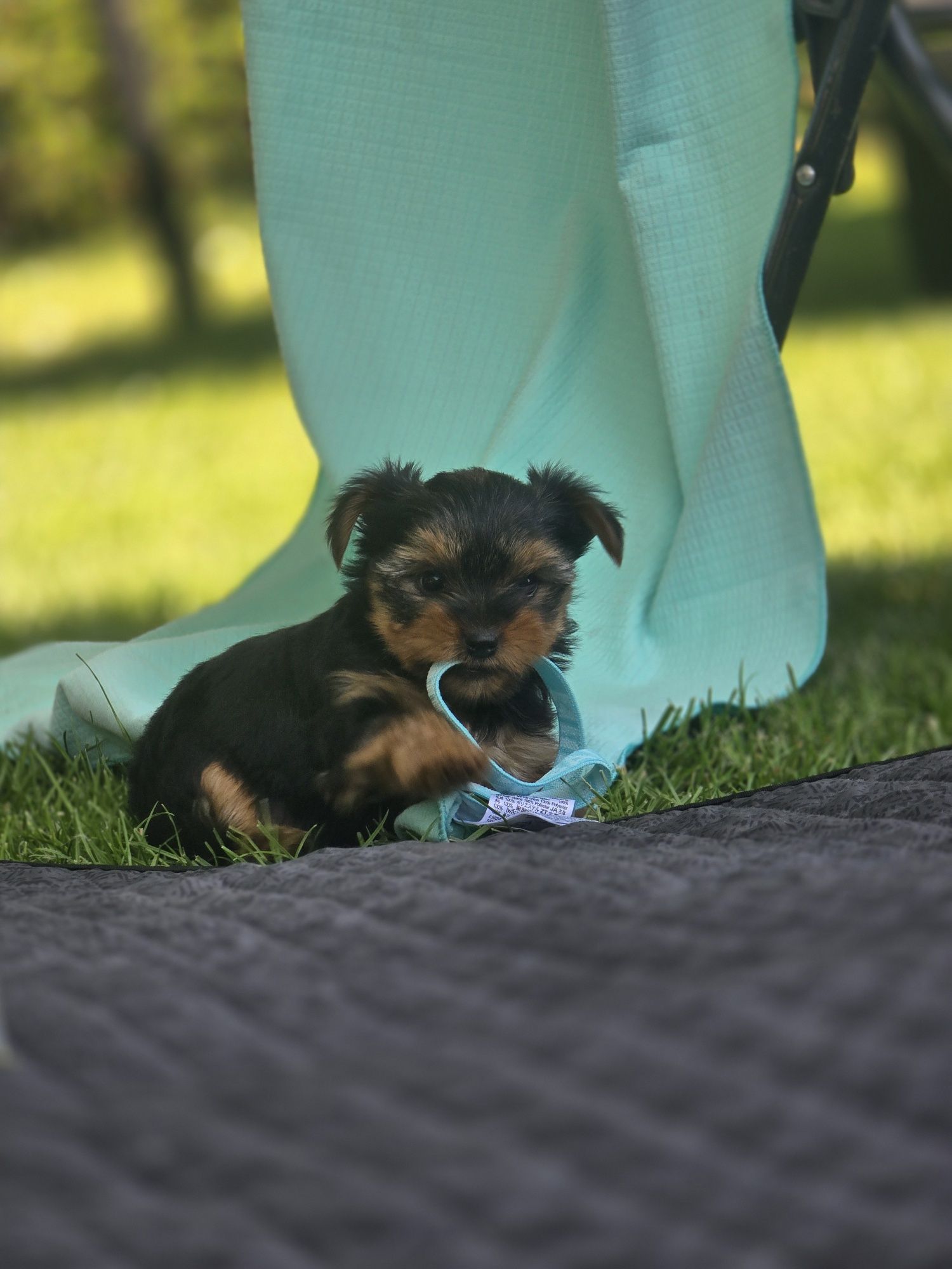 Yorkshire terrier