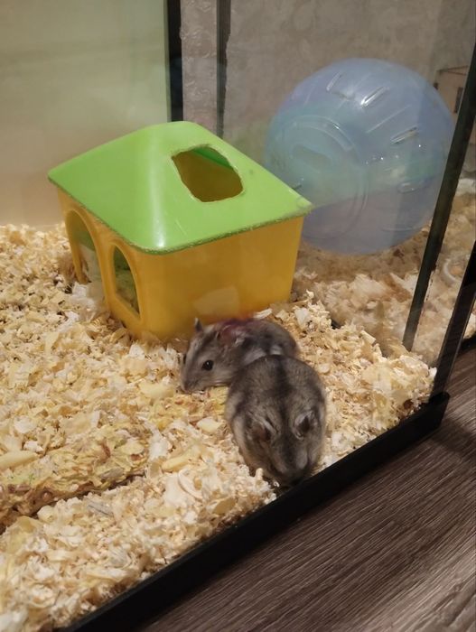 Хомячків в добрі руки