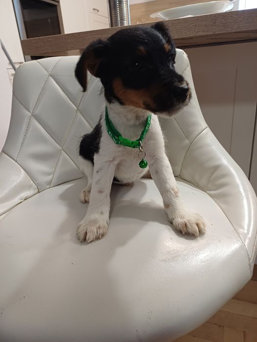 Foksterier szorstko wlosy piesek