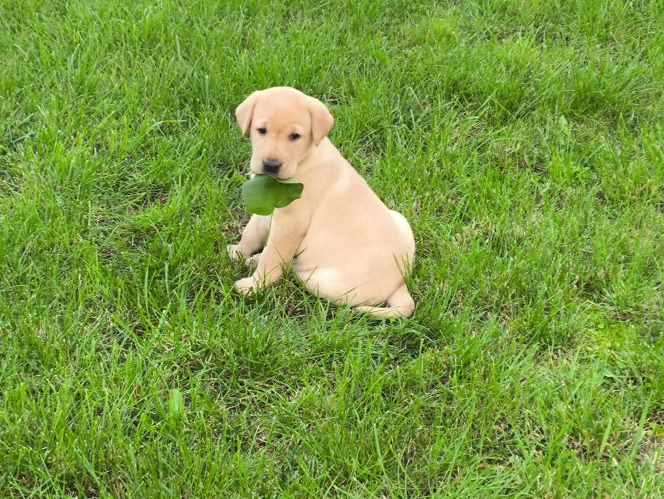 Sprzedam  labradora pieska