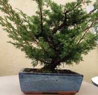 Bonsai juniperus itoigawa