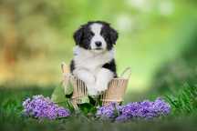 Border Collie ZKwP FCI